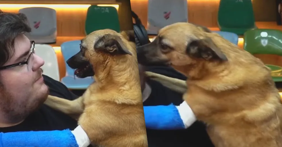 Duas fotos da cachorrinha Nina do Casimiro. Na primeira a cachorrinha olha fixo para o streamer. Na segunda ela avança nele com intenção carinhosa.