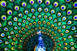 Pavão abrindo a sua cauda cheia de penas com predominância nas cores azul e verde.