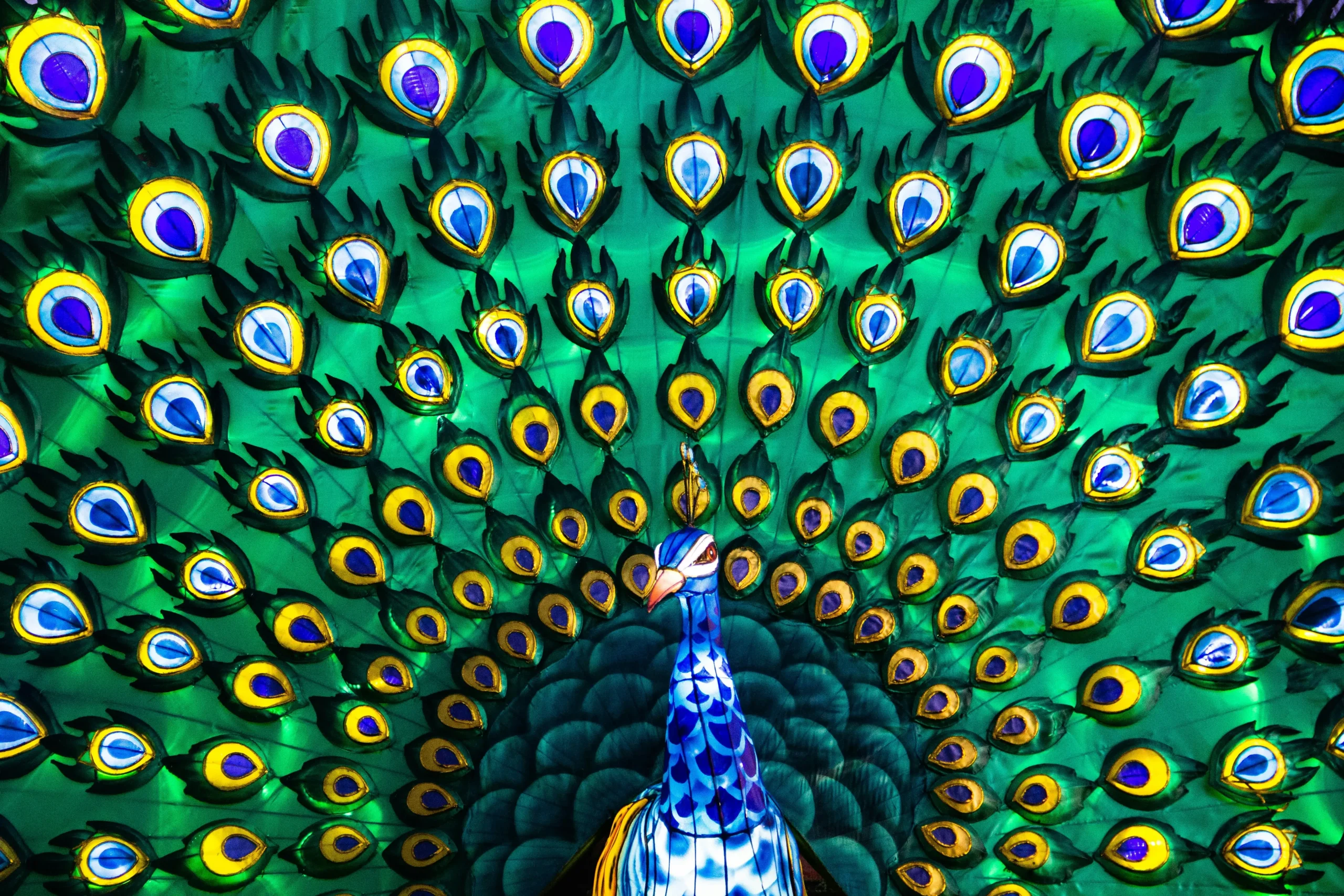 Pavão abrindo a sua cauda cheia de penas com predominância nas cores azul e verde.